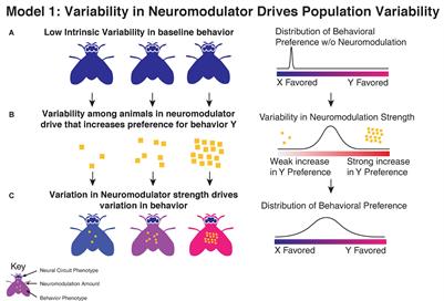 Neuromodulation and Individuality